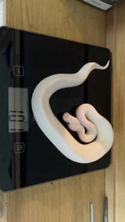 Image 2 of Blue Eyed Leucistic royal python babies