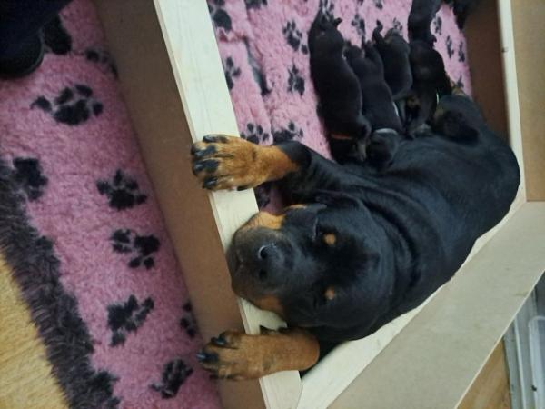 Image 10 of 4 week old Rottweiler puppies for sale