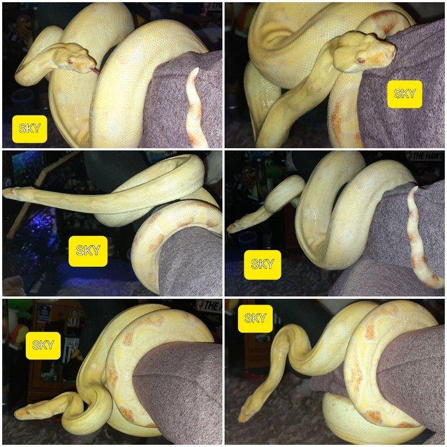 Preview of the first image of Kahl albino female boa 5yrs old.