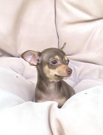 Image 5 of Kennel Club Registered Chihuahua Puppies
