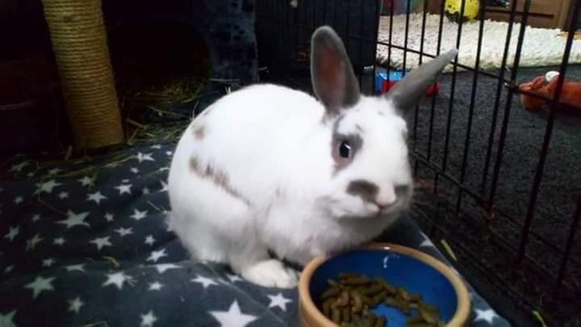Image 5 of Male indoor Rabbit available.