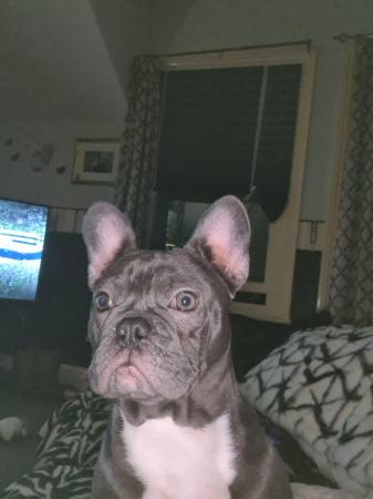 Image 4 of Female French bulldog for sale