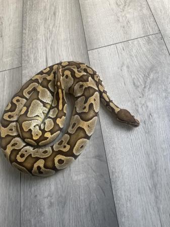 Image 4 of Proven Female butter royal python