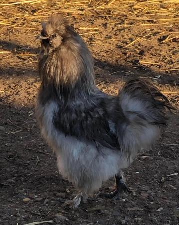 Image 2 of Silkie hatching eggs from blue, splash and white