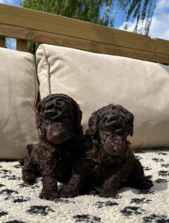 Image 4 of Gorgeous chocolate brown Miniature Poodle Puppies