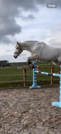 Image 1 of Frodo 15hh Welsh pony x allrounder