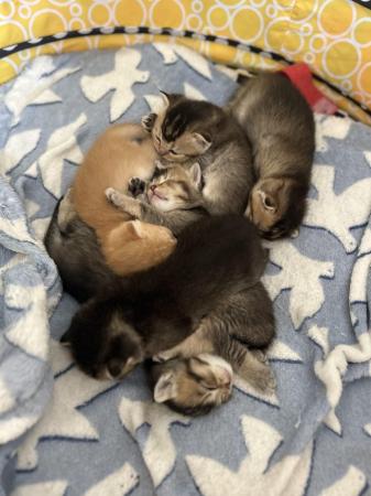 Image 7 of Scottish straight pedigree kittens