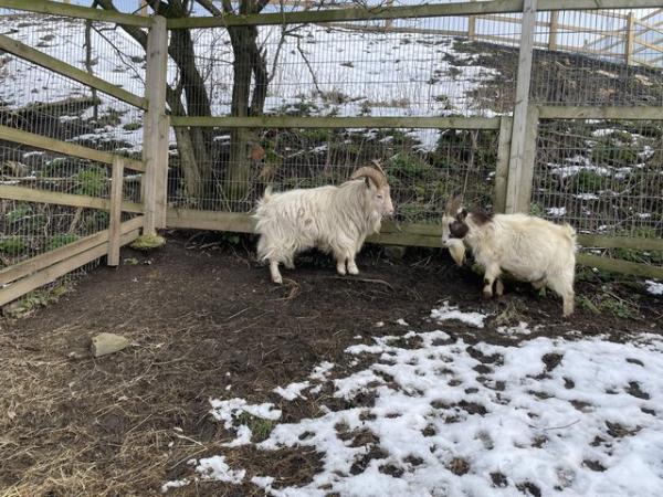 Image 4 of Pygmy goats for sale W Yorks
