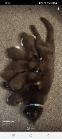 Image 4 of No time wasters!! Kittens need of homes .