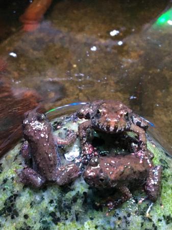Image 5 of Cb24 Oriental Fire Bellied Toads Bombina orientalis