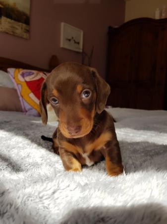 Image 7 of Miniature dachshund chocolate and tan