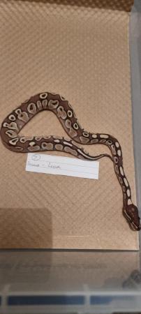 Image 2 of Cb23 unsexed lesser royal python