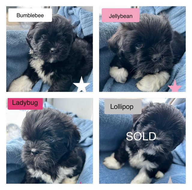 Preview of the first image of 3 Gorgeous black & white KC reg Lhasa Apso girls.