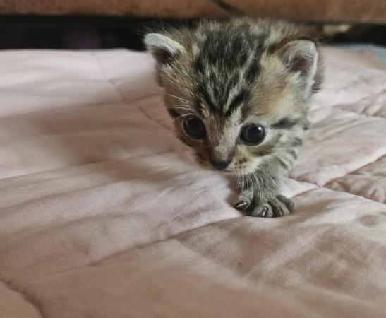 Image 8 of Stunning British Shorthair Kittens