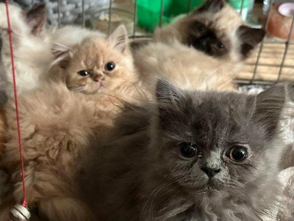 Image 6 of 10 week old Persian kittens available