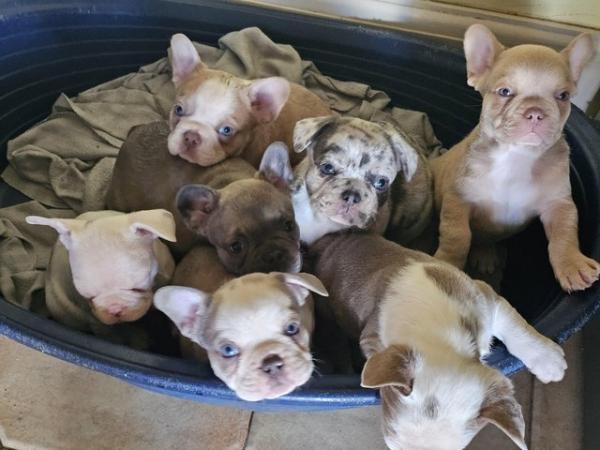 Image 5 of 9 week old beautiful French bulldog puppies 7 available