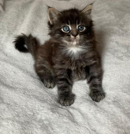 Image 6 of Beautiful Longhaired kittens