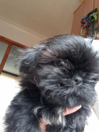 Image 5 of Gorgeous pedigree shih tzu boy puppy