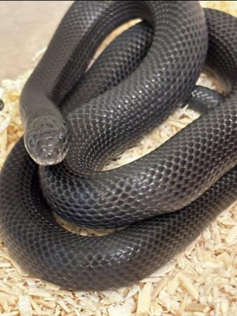 Image 5 of Mexican black kingsnake pair cb22 and cb23