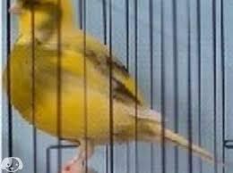 Preview of the first image of ****Border canary pairs for sale.