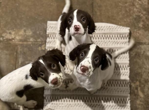 Image 38 of READY NOW Fabulous English springer puppies