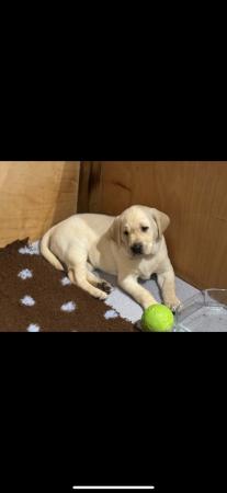 Image 2 of 7 week old Labrador puppies for sale