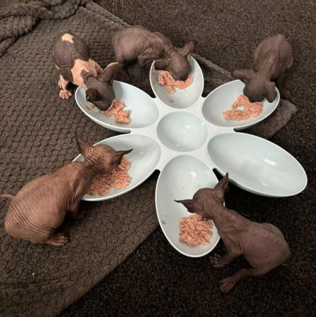Image 25 of 5 Sphynx kittens for sale, 3 boys, 2 girls £600 each