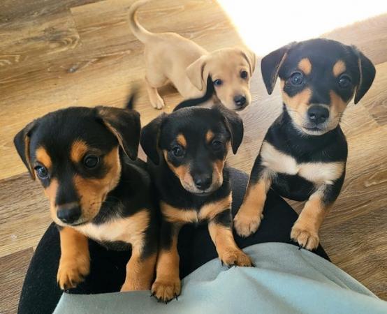 Image 5 of REDUCED! Dachshund cross puppies looking for forever homes