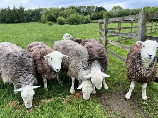 Image 1 of Herdwick Ewes 13 months to 5 years.