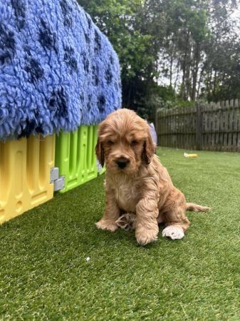 Image 13 of Stunning litter of show type cocker spaniels