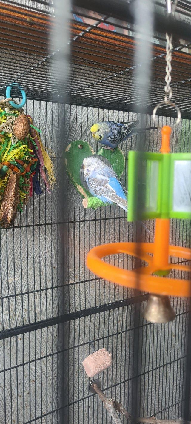 Two female budgies for rehome with cage