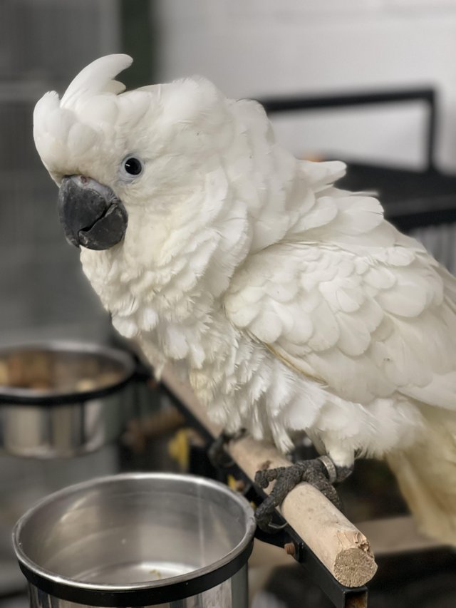 Preview of the first image of Sillytame baby hand reared Umbrella Cockatoo.