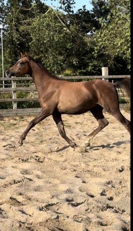 Image 3 of 2023 Pure Bred Arabian Yearling Gelding