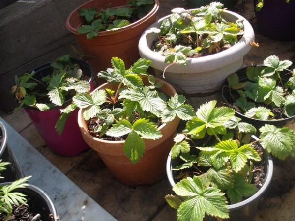 Image 1 of Large Pots Of Strawberry Plants