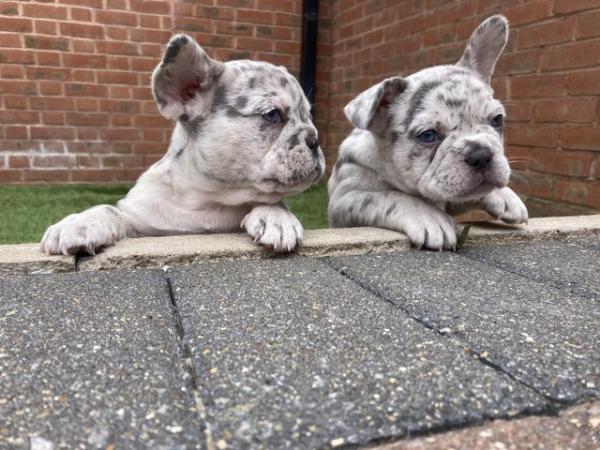 Image 8 of STUNNING LILAC ISABELLA MERLE FRENCH BULLDOGS KC