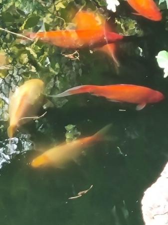 Image 3 of Goldfish - various colours for ponds only