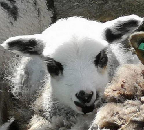 Image 12 of Shetland Sheep in beautiful colours. Pets, breeding, showing