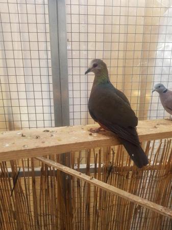 Image 3 of Blue ground dove and lemon dove for sale