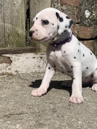 Image 5 of KC registered Dalmatian Puppies