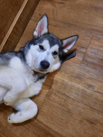 Image 2 of 8 month Husky X Malamute for sale