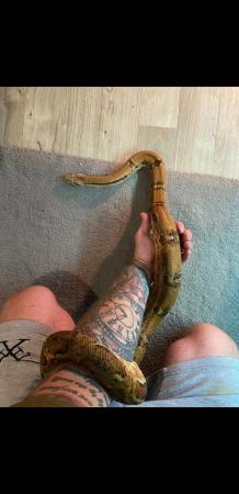 Image 1 of Boa constrictor for sale 100 ovno