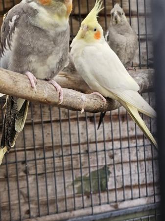 Image 2 of Beautifulaviary cockatiels