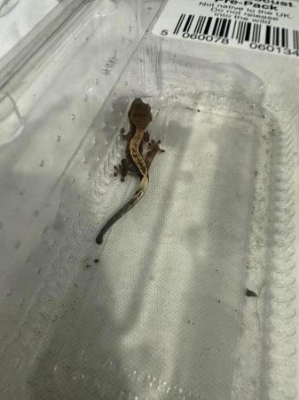 Image 3 of Crested gecko babies available now