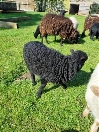 Image 3 of Registered Pedigree Ouessant Lambs 2024