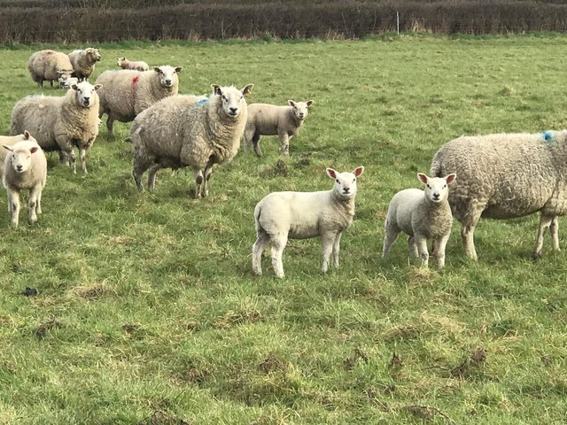 Preview of the first image of Strong Weaned Texel cross lambs.