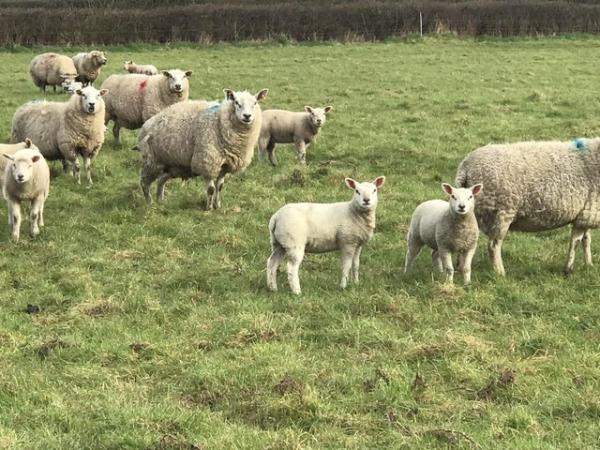 Image 1 of Strong Weaned Texel cross lambs