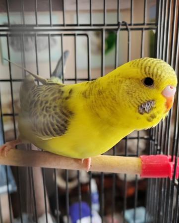 Image 7 of Beautiful Baby Budgies available