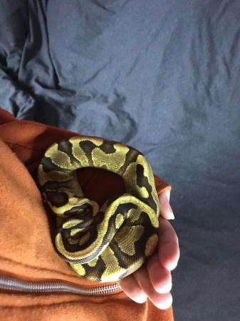 Image 2 of Ball Python Leopard Fire Enchi Yellowbelly Pos Het Clown.