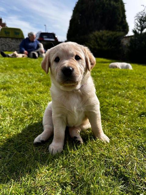 Preview of the first image of Gorgeous Chunky Labrador x Golden Retriever Puppies.