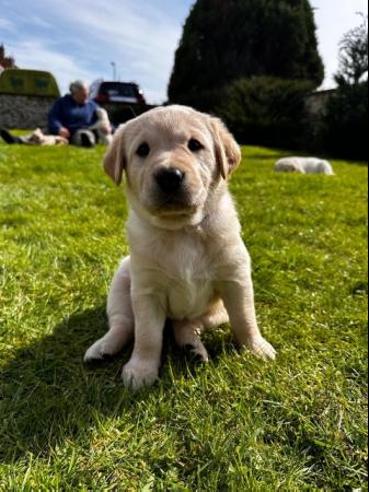 Image 1 of Gorgeous Chunky Labrador x Golden Retriever Puppies